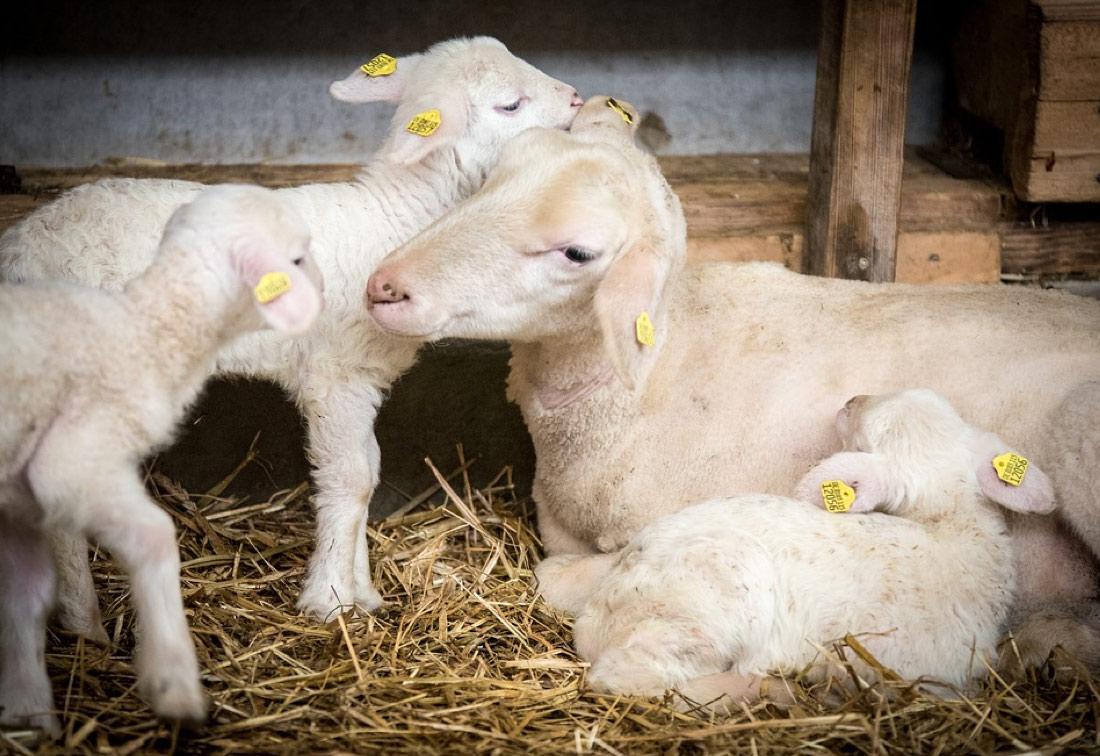 Des pistes pour améliorer le bien être animal dans les filières d