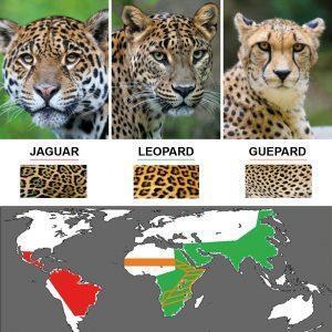 Quelle Est La Difference Entre Le Leopard Le Guepard Et Le Jaguar Fondation Pour La Nature Et L Homme