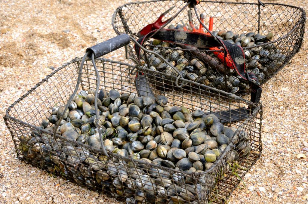 Pêche aux huîtres : Techniques et Conseils